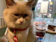 -喵喵咪呀布偶猫咖(春熙路店)