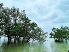 -宝安西湾红树林湿地公园