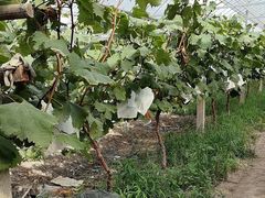 -马陆小张葡萄园农家乐