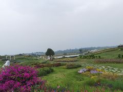 -空港花田景区