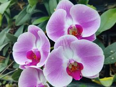 -石家庄市植物园