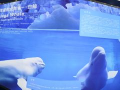 -上海海洋大学鱼文化博物馆(军工路校区)