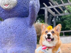-大塘金香草谷