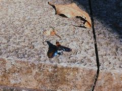 -火炉山森林公园