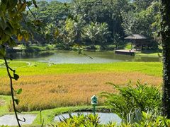 -四季酒店下午茶