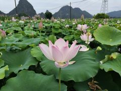 -钟山水墨田园