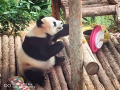 -大连森林动物园