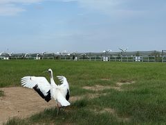 -盐城丹顶鹤湿地生态旅游区