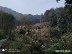 -缙云山景区
