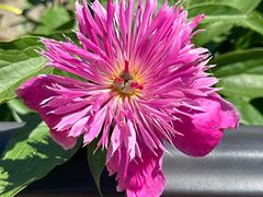 -黑龙江省森林植物园