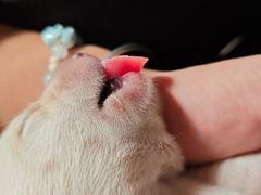 -美联众合动物医院·24h转诊中心