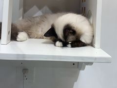 -喵喵咪呀布偶猫咖(春熙路店)