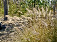-野鸭湖国家湿地公园