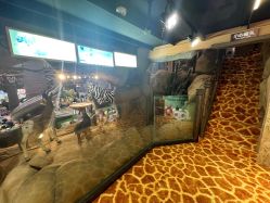 -卡通尼·Safari非洲探索乐园·生日会(金桥国际商业广场店)