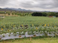 -光明小镇欢乐田园