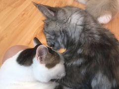 -momokira米努特·德文卷毛猫·棉花面纱犬