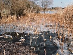 -长兴太湖图影湿地文化园