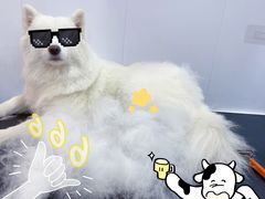 -佐罗家宠物馆·猫文化馆(紫霞路店)