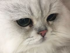 -纳吉亚猫专科动物诊疗中心(蒋宅口分院)