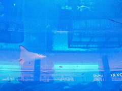 -迪拜水族馆及水下动物园