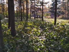 -黑龙江省森林植物园