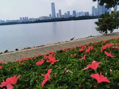 -深圳湾公园(南山区)