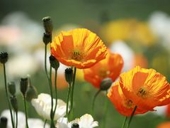 -名花谷生态庄园