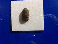 -上海昆虫博物馆