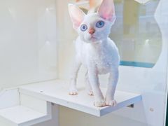 -70cat德文卷毛猫·缅因猫纯种猫舍