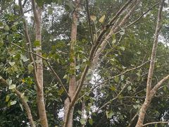 -中国科学院西双版纳热带植物园