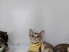 -Bastet sally猫舍购宠(静安店)