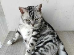 -藏猫猫咖啡主题馆(中央大道店)