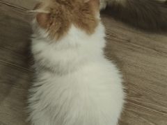 -有猫主题·治愈系猫咖(曾厝垵店)