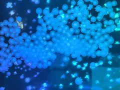 -合肥海洋世界