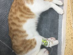-伟伟宠物医院·瑞派猫友好医院·猫科(光谷店)