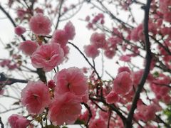 -天适樱花悠乐园