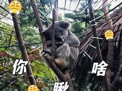 -广州长隆野生动物世界