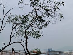 -板樟山森林公园