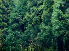 -武陵山森林公园