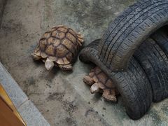 -南宫五洲植物乐园