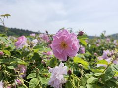 -龙寺生态园