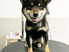 -Oh My Dog宠物沙龙(伊珊娜皮毛护理店)