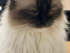 -鼓捣猫呢主题猫咖店
