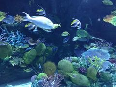 -暹罗海洋世界