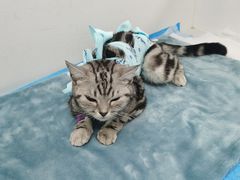 -纳吉亚猫专科动物诊疗中心(蒋宅口分院)