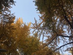 -四川大学(华西校区)