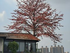 -喜洲吧·江畔老船厂·庭院餐厅(喜临院店)