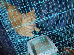 -胡椒猪肚汤(康王店)