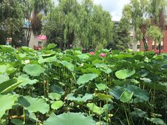 -四川大学(望江校区)
