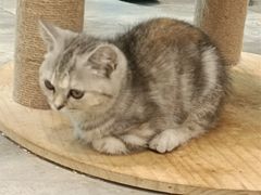 -楼上猫咖(罗湖店)